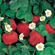 Strawberry, Ozark Beauty