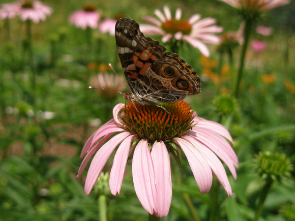 Coneflower, Purple (Echinacea purpurea)