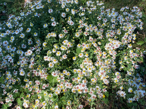 Aster, Panicled (Symphyotrichum lanceolatum)