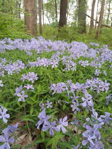 Phlox, Wild Blue (Phlox divaricata)
