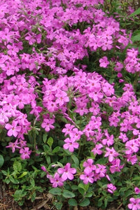Phlox, Creeping (Phlox stolonifera)