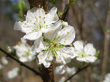 Plum, Wild (Prunus spp)