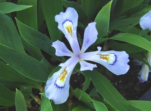 Iris, Dwarf Crested 'Powder Blue Giant' (Iris cristata)