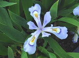 Iris, Dwarf Crested 'Powder Blue Giant' (Iris cristata)