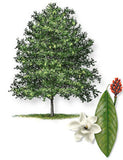 Magnolia, Sweetbay (Magnolia virginiana)