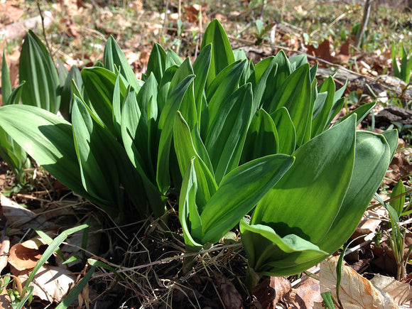 Ramps/Wild Leek (Allium tricoccum)