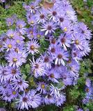 Aster, Aromatic (Symphyotrichum oblongifolium)