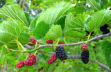 Red Mulberry, unsexed (Morus rubra)