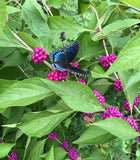 Beauty Berry (Callicarpa americana)