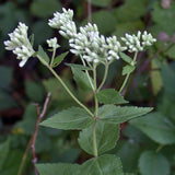 Boneset, Round Leaf (Eupatorium rotundifolium)