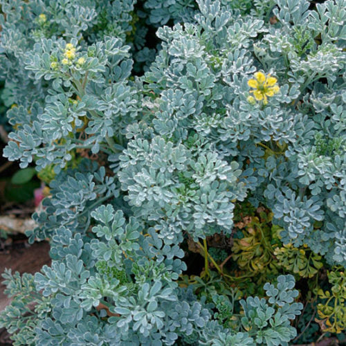 Rue (Ruta graveolens)