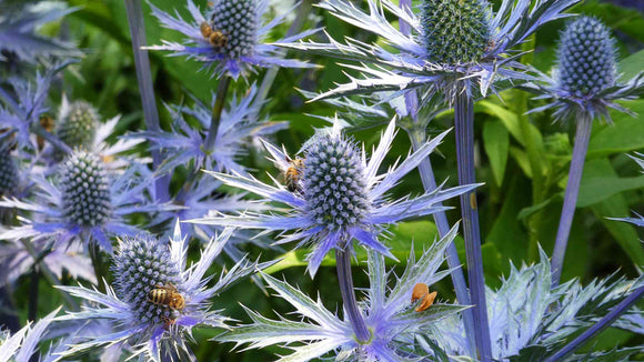 Sea Holly (Eryngium planum)