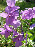 Phlox, Creeping 'Sherwood Purple' (Phlox stolonifera)