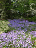 Phlox, Creeping 'Sherwood Purple' (Phlox stolonifera)