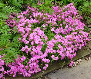 Wild Pink 'Short and Sweet' (Silene caroliniana)