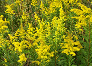 Goldenrod, Sweet (Solidago odora)