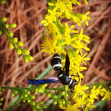 Goldenrod, Pineywoods (Solidago pinetorum)