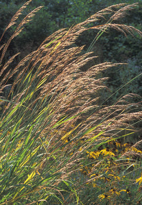 Indian Grass (Sorghastrum nutans)