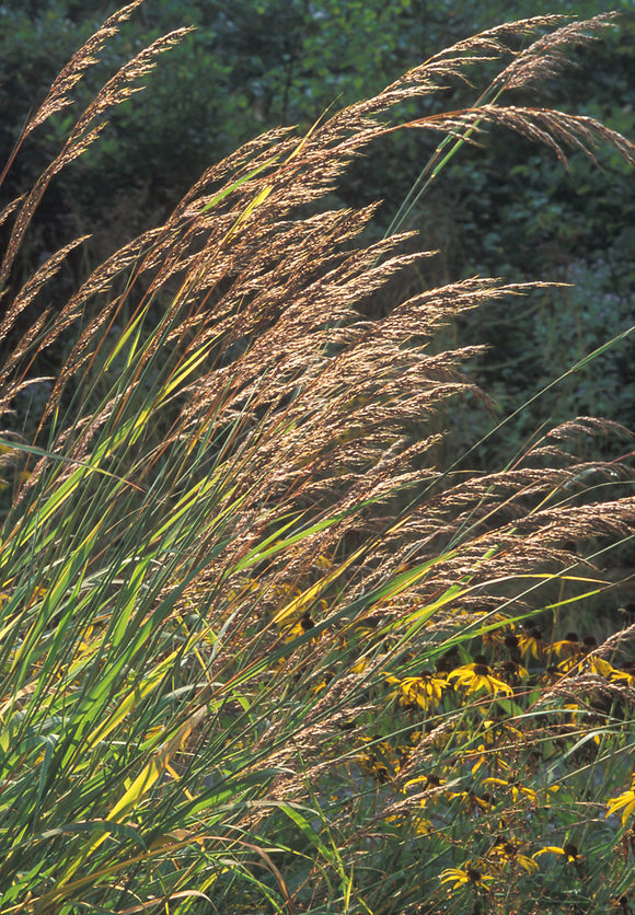 Indian Grass (Sorghastrum nutans)
