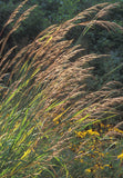 Indian Grass (Sorghastrum nutans)