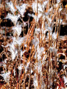Bluestem, Splitbeard (Andropogon ternarius)