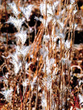 Bluestem, Splitbeard (Andropogon ternarius)