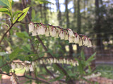 Swamp Doghobble (Eubotrys racemosa)