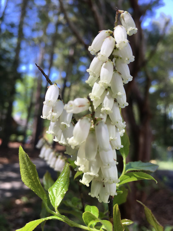 Swamp Doghobble (Eubotrys racemosa)