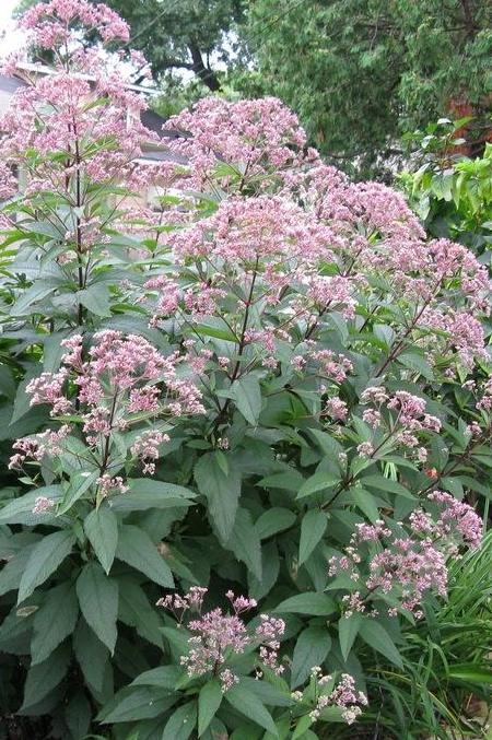 Joe Pye Weed, Sweet (Eutrochium purpureum)