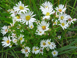 Aster, Panicled (Symphyotrichum lanceolatum)