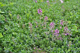 Thyme, Creeping (Thymus serpyllum)