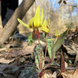 Trout lily (Erythronium americanum)