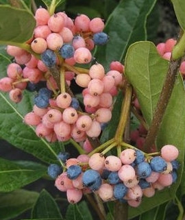Viburnum, Possumhaw (Viburnum nudum)