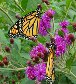 New York Ironweed (Vernonia noveboracensis)