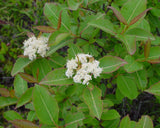 Viburnum, Possumhaw (Viburnum nudum)