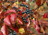 Viburnum, Smooth Arrowwood  (Viburnum recognitum)