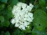 Viburnum, Smooth Arrowwood  (Viburnum recognitum)