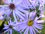 Aster, Aromatic (Symphyotrichum oblongifolium)