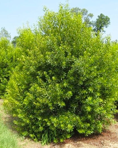 Southern Wax Myrtle, unsexed (Myrica cerifera)