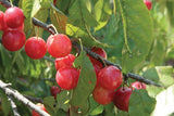 Plum, Wild (Prunus spp)