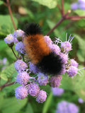 Mistflower (Conoclinium coelistinum)