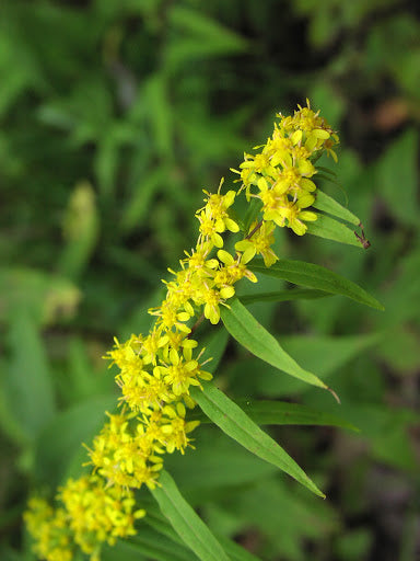 Goldenrod, Wreath (Solidago caesia)