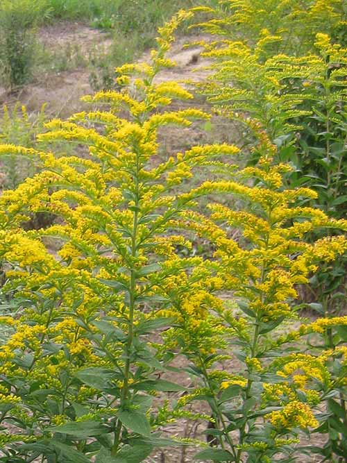 Goldenrod, Wrinkle-Leaf (Solidago rugosa)