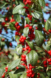 Holly, Yaupon, unsexed (Ilex vomitoria)