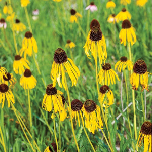Coneflower, Yellow (Echinacea paradoxa)
