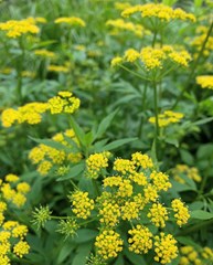 Golden Alexanders (Zizia aurea)