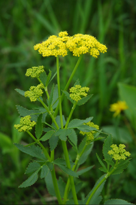 Golden Alexanders, Heart Leaf (Zizia aptera)