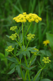 Golden Alexanders, Heart Leaf (Zizia aptera)