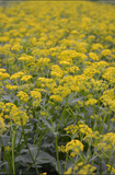 Golden Alexanders, Heart Leaf (Zizia aptera)
